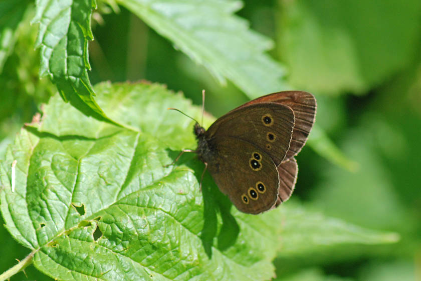 Aphantopus hyperantus del Vicentino